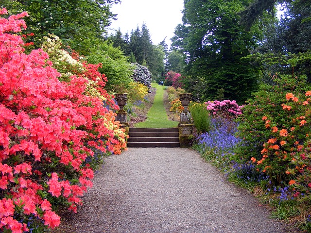 bushes